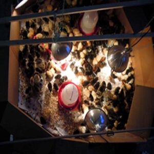 Chicken Stimulus Package: Brooding 300 Chicks During the Polar Vortex Image